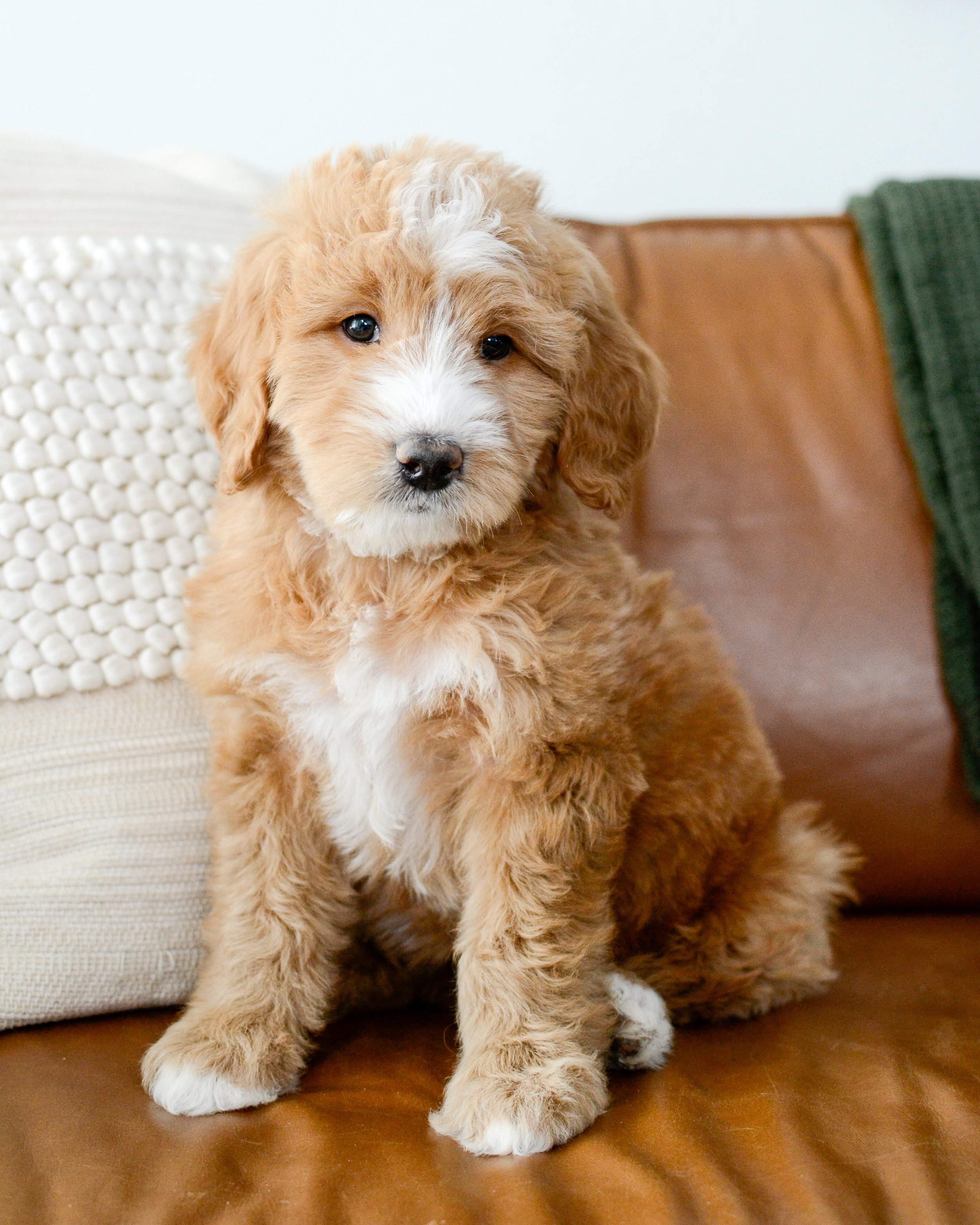 Red bernedoodle 2024